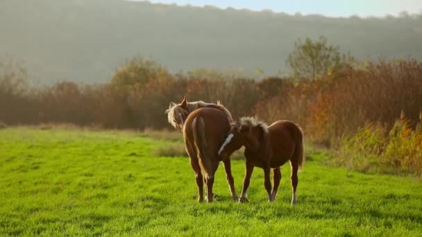 Slow motion Breed handheld Shot of Wild horses In zonsondergang Zonneschijn Grasend In groen Grasland in de natuur — Stockvideo