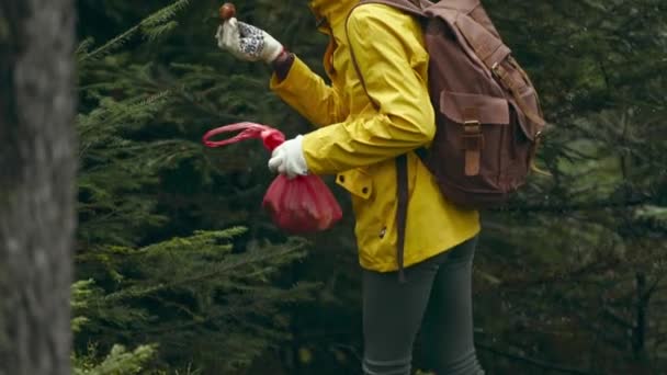 Vrolijke vrouw in gele regenjas scheurt een paddenstoel boletus af in groene struiken in nat hout na regen. Seizoen verzamelen ceps. Paddenstoelen van Porcini. Paddenstoelen plukken in het bos in het najaar — Stockvideo