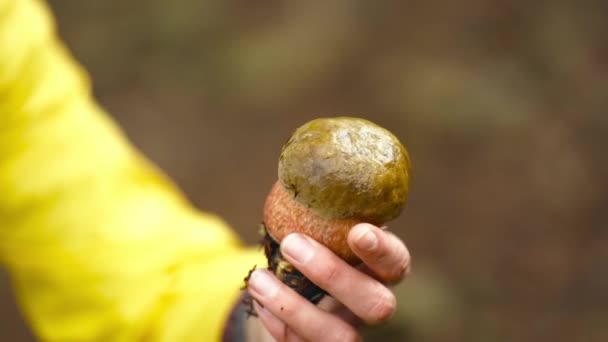 Primo piano mano femminile sta tenendo un fungo boletus. Stagione raccolta ceps. Funghi Porcini. Raccolta di funghi nella foresta nella stagione autunnale. cibo naturale e pasto delizioso — Video Stock