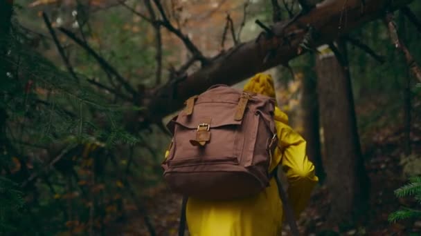 Slow motion camera volgt Vrouw wandelaar in gele regenjas en gebreide muts met rugzak wandelen in groene natte bossen op koude mistige herfstdag. meisje loopt op pad met struikgewas en omgevallen bomen — Stockvideo