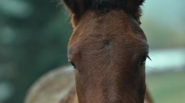 At kafası yakın plan. Kahverengi at ahşap fense yakın duruyor, kameraya bakıyor. Kırsal kesimde aygır. Soğuk yağmurlu bir sonbahar gününde. Açık havada. Köydeki çiftlik hayvanları
