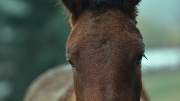 Paardenkop van dichtbij. bruin paard staat dicht bij houten wierook, kijkend naar de camera. hengst op het platteland op koude regenachtige herfstdag buiten in groen veld op bosachtergrond. boerderijdieren in het dorp — Stockvideo
