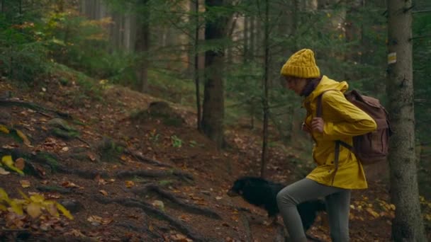 Cámara lenta mujer en chaqueta amarilla Camina con perro por sendero en el bosque de otoño. excursionista femenina con mochila subiendo a través de madera húmeda con hojas amarillas. enfoque selectivo — Vídeos de Stock