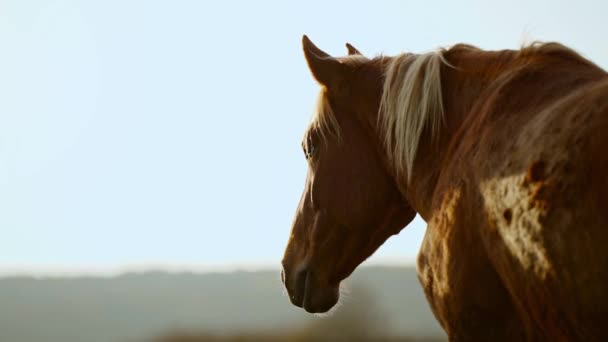 Zblízka záběr og hlava pěkné hnědé koně pasoucí se v úsvitu světla v Karpat, Ukrajina — Stock video