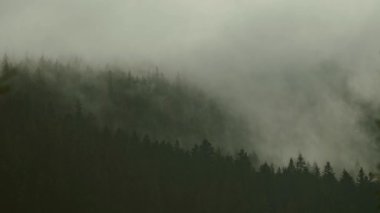 Güzel, sisli, karanlık ormanlı bir dağ alçak bulutların arasında. Esrarengiz yoğun sisteki kozalaklı ağaçlarla kasvetli atmosfer manzarası