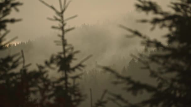 Schöne neblige Landschaft mit dunklem Wald auf dem Berg zwischen niedrigen Wolken. Düstere atmosphärische Landschaft mit Nadelbäumen im geheimnisvollen dichten Nebel — Stockvideo