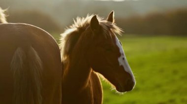 Karpatlar, Ukrayna 'da şafak vakti otlayan güzel kahverengi at kafası.