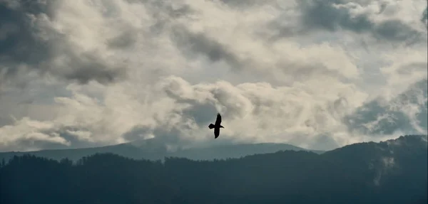 Pájaro silueta volando sobre colinas brumosas y bosques con cielo dramático nublado — Foto de Stock