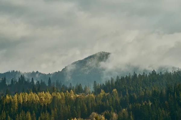 Gunung Landscape di antara awan dan kabut, hutan di sekitar dengan pohon konifer — Stok Foto