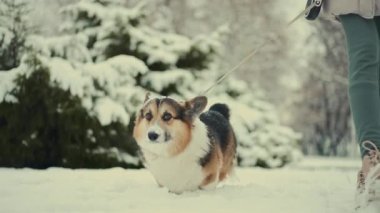 4k yavaş çekim sevimli komik ve ilginç üç renkli Pembroke Galli Corgi köpeği kış günü parkta derin karda yürüyor. Noel ve yeni yıl havası, hayvanlarla ilk kar eğlencesi