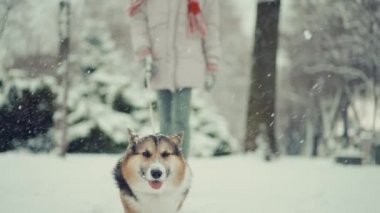 4k yavaş çekimde sevimli, üç renkli, meraklı Pembroke Galli Corgi köpeği kadın sahibiyle açık havada yürüyor. Kar taneleri uçuşuyor, köpek şakaları kafa ve kulakları sallıyor. kış güzelliği ilk kar eğlencesi