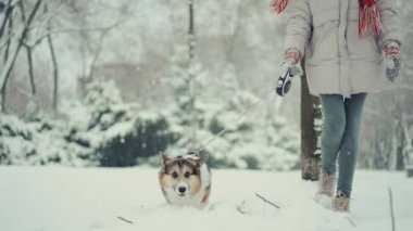 4k yavaş çekimde sevimli, üç renkli, meraklı Pembroke Galli Corgi köpeği kadın sahibiyle açık havada yürüyor. Kar taneleri uçuşuyor, köpek şakaları kafa ve kulakları sallıyor. kış güzelliği ilk kar eğlencesi