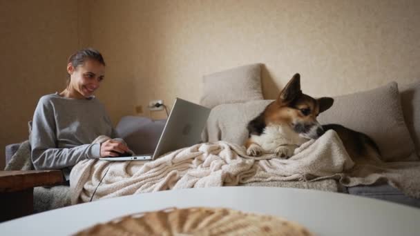 Замедленная съемка закрыть валлийский Корги Пемброк лежал на диване в гостиной рядом с женщиной, работающей на ноутбуке дома. ленивая собака дома, ждет, чтобы выйти на прогулку. Крупный план счастливого питомца — стоковое видео