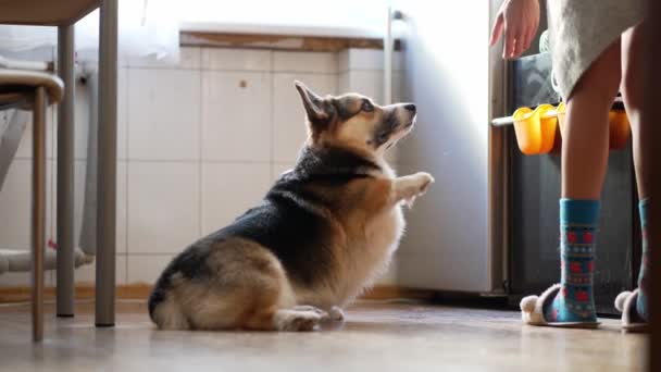 Właścicielka psa prosi swojego walijskiego psa corgi, by dał jej łapę, pies robi, co mówi i otrzymuje karmę w nagrodę, zachętę. wychowywanie i szkolenie psa w domu — Wideo stockowe