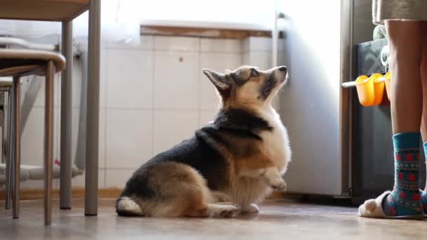 Woman dog owner asks her welsh corgi dog to give her a paw, dog does what she says and receive yammy feed as reward, encouragement. raising and training a dog at home — Stock Video