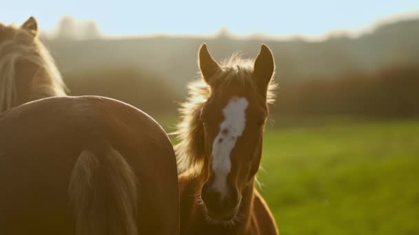 Close-up schot og hoofd van mooie bruine paard grazen in dageraad lichten in Karpaten, Oekraïne — Stockvideo