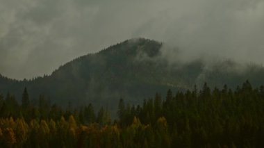 Bulutlar ve sislerin arasındaki dağ manzarası, kozalaklı ağaçlarla çevrili orman.