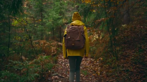 Kamera slow motion podąża za pieszą turystką w żółtym płaszczu przeciwdeszczowym i dzianiną z plecakiem wędrującym po zielonych mokrych lasach w mglisty jesienny dzień. dziewczyna chodzi po szlaku z gęstwiny i upadłych drzew — Wideo stockowe