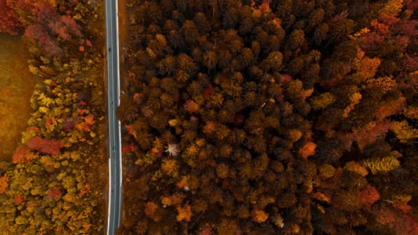 Повітряна вершина з видом на дорогу в лісі восени, туманний ранок. Дрони, що літають над помаранчевими верхівками дерев, природа відпадає на задній план у роздільній здатності 4K. Карпатські гори в Україні — стокове відео