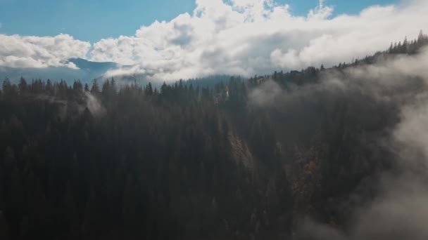 Nagranie lotnicze 4k mglistego zielonego lasu sosnowego z baldachimem świerków i wschodem słońca przebijającego się przez gałęzie jesiennych gór — Wideo stockowe