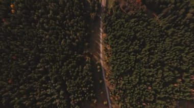 Çam Ormanı 'nda yol boyunca giden 4K hava aracı görüntüsü. Ukrayna 'da Karpatlar' da seyahat eden bir araba. Sonbaharın başlarında, karışık ormanda, yeşil kozalaklı, yapraklı yaprak döken ağaçlar.