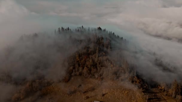 Zdjęcia lotnicze świerkowych drzew leśnych na górskich wzgórzach w mglisty dzień. Deszczowa pochmurna pogoda w górach. Mglista mgła wiejąca nad lasem sosnowym. Poranna mgła w pięknym jesiennym lesie — Wideo stockowe