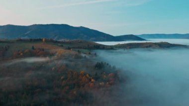 Sunrise sisli ormanın içinde. Sabah çam ormanı üzerinde uçan muhteşem görünüm. Ufuk sonuna kadar büyülü sis var. Hava atış, 4k