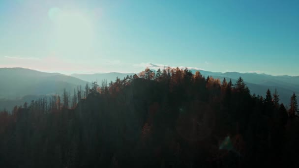 공중에서 거대 한 카르파티아 산맥에 있는 침엽수림 과아름다운 푸른 하늘을 배경으로 하는 장엄 한 숲을 볼 수있습니다. 우크라 이나의 아름다운 야생 처녀. 평화 — 비디오