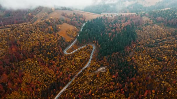 Vue aérienne du haut vers le bas de la route en forêt en automne, matin brumeux. Drone tir volant au-dessus des cimes d'orangers, Nature automne fond en résolution 4K. Montagnes des Carpates en Ukraine