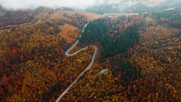 Flyg uppifrån och ner utsikt över vägen i skogen på hösten, dimmig morgon. Drone skott flyger över orange trädtoppar, Natur faller bakgrund i 4K-upplösning. Karpaterna berg i Ukraina — Stockvideo