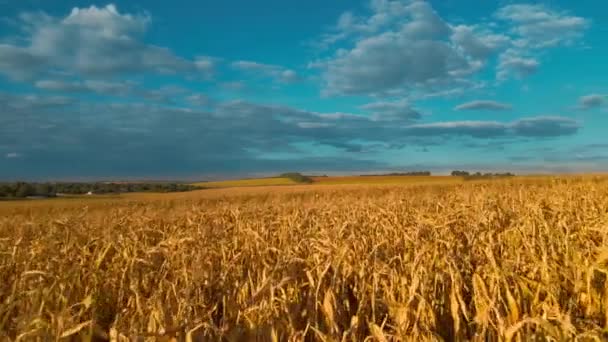 Metraje aéreo vuelo de drones sobre el campo amarillo de maíz en el campo agrícola rural de Ucrania. Temporada de cosecha, reservas de alimentos y agricultura en suelo negro ucraniano — Vídeos de Stock