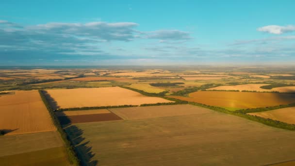 Panoramische Luftaufnahmen Draufsicht über gelbe Felder mit Mais, Weizen und Sonnenblumen in der ländlichen Agrarlandschaft der Ukraine. Erntezeit, Nahrungsmittelvorräte und Landwirtschaft auf ukrainischem Schwarzboden — Stockvideo