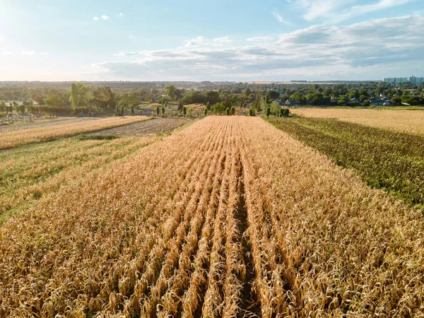 Keltainen kenttä maissi Ukrainassa maaseudun maatalouden maaseudulla. Sadonkorjuukausi — kuvapankkivalokuva
