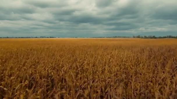 Luftaufnahmen Drohnenflug über gelbem Maisfeld in der Ukraine ländlichen landwirtschaftlichen Landschaft. Erntezeit, Nahrungsmittelvorräte und Landwirtschaft auf ukrainischem Schwarzboden — Stockvideo