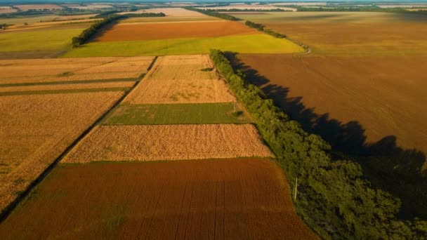 Vue aérienne sur les champs jaunes de maïs, de blé et de tournesol en Ukraine campagne agricole rurale. Saison de récolte, les stocks alimentaires et l'agriculture sur le sol noir ukrainien — Video