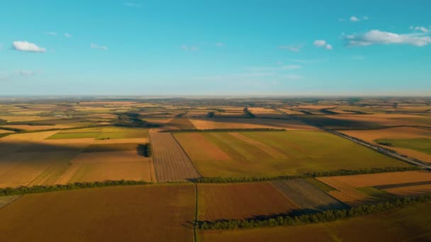 Panoramatické letecké záběry shora pohled na žlutá pole kukuřice, pšenice a slunečnice na Ukrajině venkovské zemědělské krajiny. Období sklizně, zásoby potravin a zemědělství na ukrajinské černé půdě — Stock video