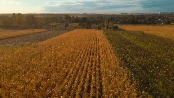 Luchtbeelden drone vlucht over geel veld van maïs in Oekraïne landelijke agrarische platteland. Oogstseizoen, voedselvoorraden en landbouw op Oekraïense zwarte grond — Stockvideo