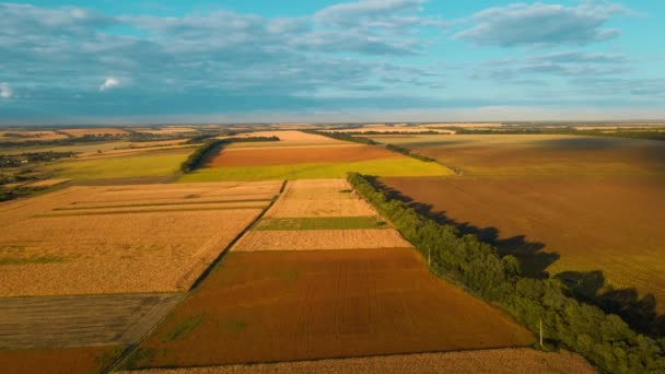 Aerial footage top view over yellow fields of corn, wheat and sunflower in Ukraine rural agricultural countryside. Harvest season, food stocks and farming on ukrainian black soil — Stock Video