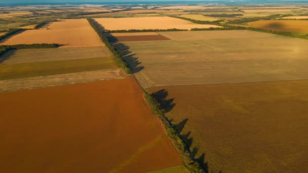 Panoramatické letecké záběry shora pohled na žlutá pole kukuřice, pšenice a slunečnice na Ukrajině venkovské zemědělské krajiny. Období sklizně, zásoby potravin a zemědělství na ukrajinské černé půdě — Stock video