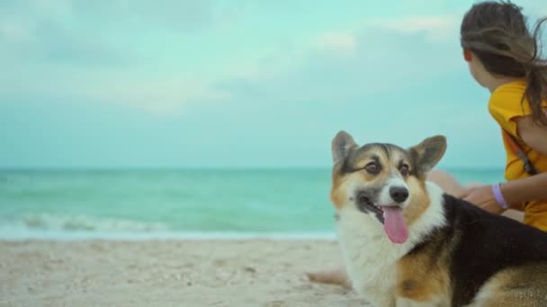 Glad leende flicka spelar utomhus och umgås med hennes husdjur söt corgi hund — Stockvideo