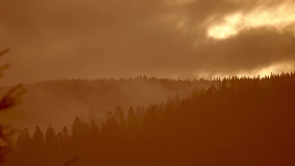 Bela paisagem nebulosa Misty com floresta escura na montanha entre nuvens baixas. Cenário atmosférico sombrio com árvores coníferas em misterioso nevoeiro denso. Cárpatos montanhas na Ucrânia. — Vídeo de Stock