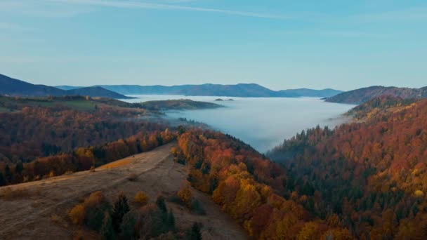 Soluppgången i den dimmiga skogen. Fantastisk utsikt över att flyga över tallskogen på morgonen. Det är magisk dimma hela vägen till horisonten. Vacker natur i Ukraina. Flygskott, 4K — Stockvideo