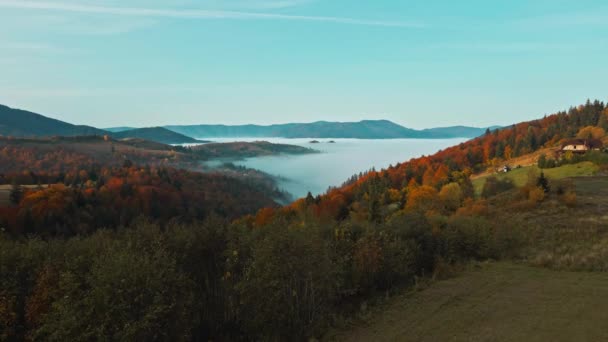 Soluppgången i den dimmiga skogen. Fantastisk utsikt över att flyga över tallskogen på morgonen. Det är magisk dimma hela vägen till horisonten. Vacker natur i Ukraina. Flygskott, 4K — Stockvideo