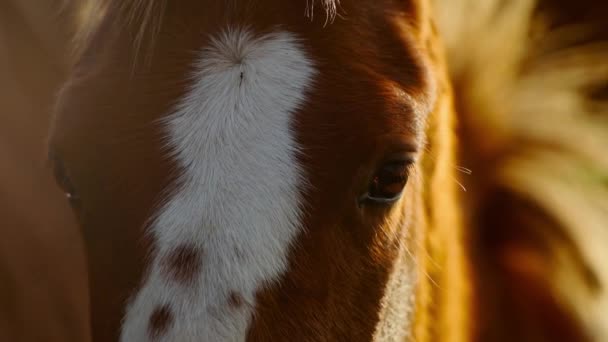 カルパチアの夜明けの光の中で素敵な茶色の馬の放牧のショット犬の頭を閉じます,ウクライナ — ストック動画