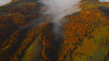 Sisli ormanda gün doğumu. Sabahları çam ormanlarının üzerinde uçmanın muhteşem manzarası. Ufuk çizgisine kadar büyülü bir sis var. Ukrayna 'nın güzel doğası. Hava atışı, 4K.