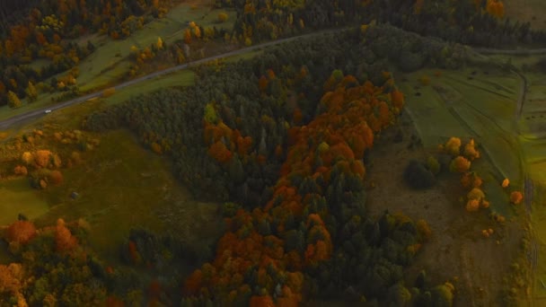Повітряні Мальовничі Густі Ліси Зелені Луки Оточують Асфальтову Дорогу Освітлену — стокове відео