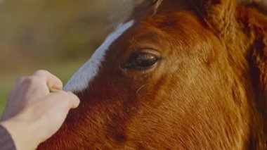 Gün batımında yavaş çekimde hassas kadınların elleri yeşil tarlada kahverengi bir atın burnunu okşuyor. Büyük at gözleri, insanlık ve hayvan birlikte.
