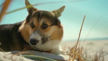 Güneşli sahilde kumlara uzanmış mavi gökyüzü arka planına sahip şirin, komik bir Galli Corgi köpeğinin yakın çekimi. Köpek patisiyle burnunu kaşımak ve kumda yuvarlanmak çok komik. Evcil hayvanlarla yaz gezisi