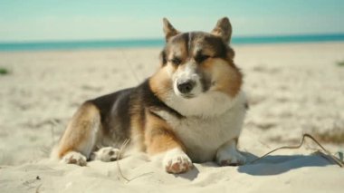 Güneşli sahilde kumlara uzanmış mavi gökyüzü arka planına sahip şirin, komik bir Galli Corgi köpeğinin yakın çekimi. Köpek patisiyle burnunu kaşımak ve kumda yuvarlanmak çok komik. Evcil hayvanlarla yaz gezisi