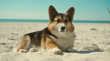 Güneşli sahilde kumlara uzanmış mavi gökyüzü arka planına sahip şirin, komik bir Galli Corgi köpeğinin yakın çekimi. Köpek patisiyle burnunu kaşımak ve kumda yuvarlanmak çok komik. Evcil hayvanlarla yaz gezisi
